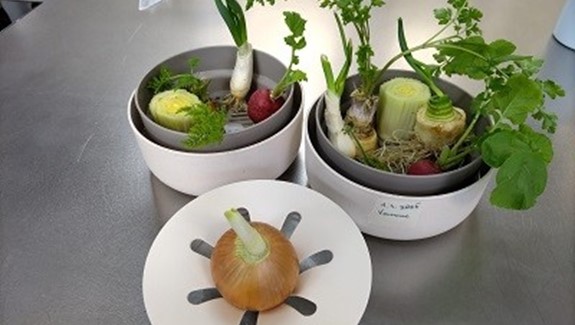 Microgreens je když....